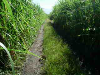 Chemin herbeux