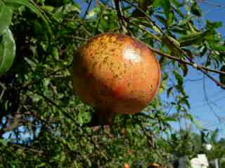 Grenade fruit