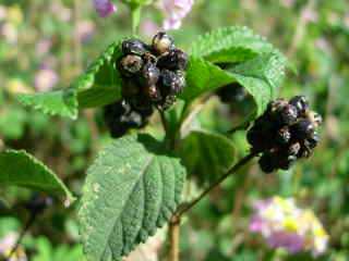 Fruits de Lantana Camara