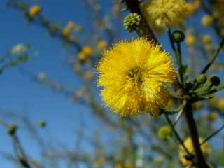 Fleurs de tamarins de l'Inde