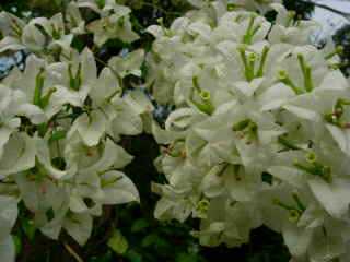 Bougainvilles