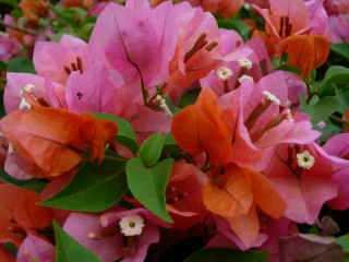 Bougainville