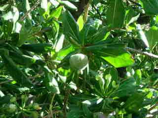 Fruits de bonnet de prtre