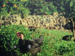 Poulet noir des Hauts