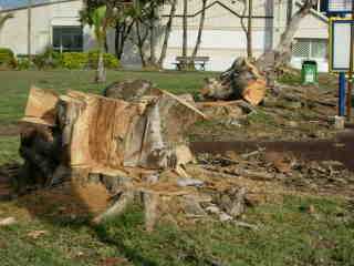 Arbres de l'intendance