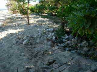 Coraux sur la plage