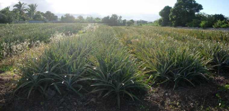 Champ d'ananas Victoria de la Runion