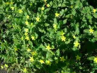 Tribulus Cistoides