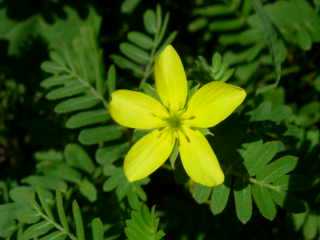 Fleur de pagote - pagode - Tribulus Cistoides, pagodes - ou pagotes, terreur du cycliste ...