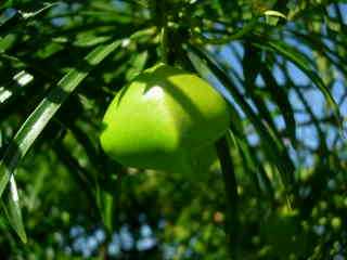 Fruit du laurier jaune