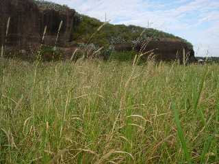 Herbes