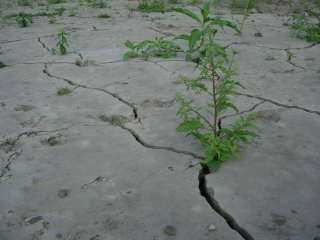 Fissures et plantes