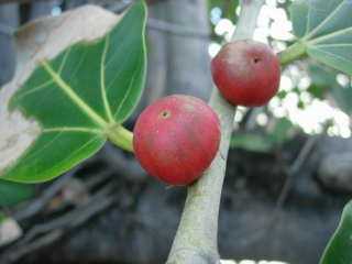 Fruits du banian