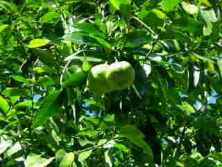 Pied de sapote