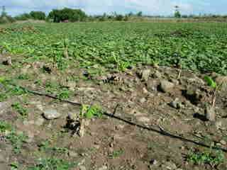 Lianes de citrouille