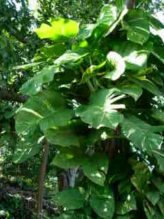 Pothos