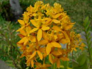Epidendrums