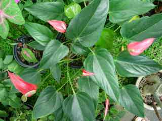 Anthurium