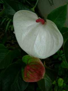 Anthurium