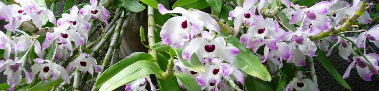 Dendrobium nobile