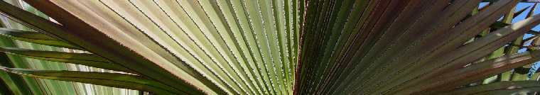 Palme