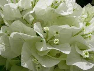 Bougainville