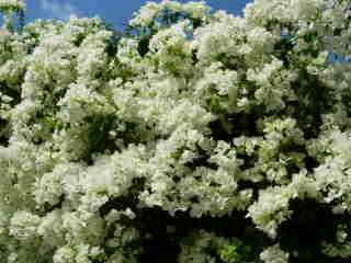 Bougainville