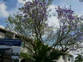 Jacaranda