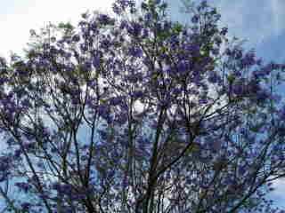 Jacarandas