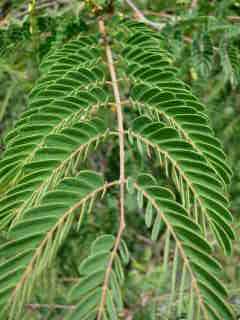 Sapan (feuilles)