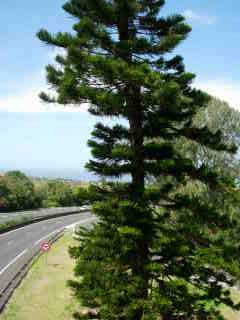 Araucaria