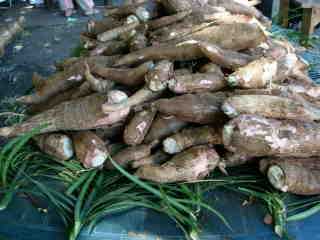 Manioc