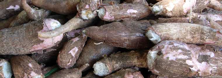 Manioc