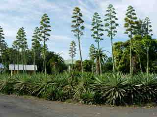 Agaves