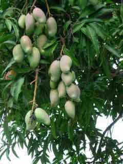 Mangues amricaines