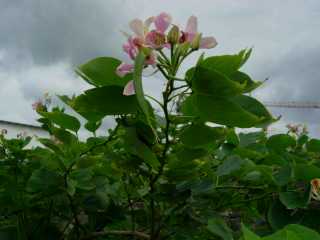 Bauhinias