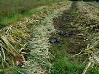 Plantation de rejets d'ananas