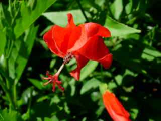 Hibiscus