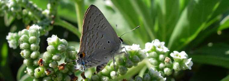 Papillon  Grands Bois