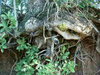 Racines de manguiers