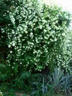 Bougainville