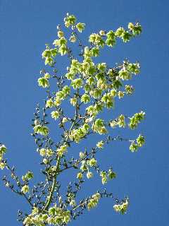 Fleurs de choca