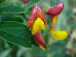 Fleurs d'ambrevades