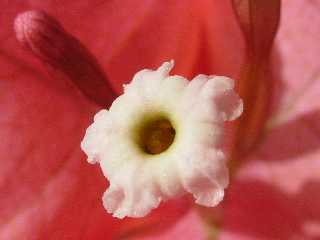 Fleur de bougainville