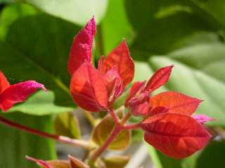 Bractes de bougainville