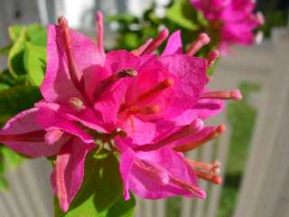 Bractes de bougainville