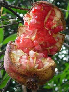 Grenade (fruit)
