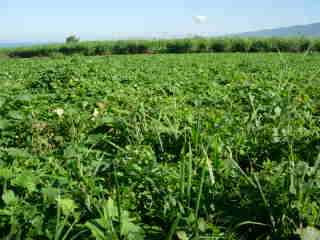 Citrouilles  Bassin Plat