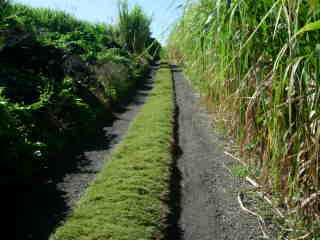 Vers le chemin Bassin Chevrettes