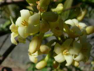 Fleurs de papayer mle